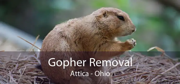 Gopher Removal Attica - Ohio