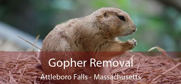 Gopher Removal Attleboro Falls - Massachusetts