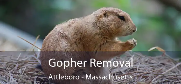 Gopher Removal Attleboro - Massachusetts