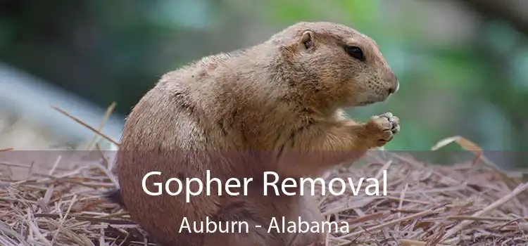 Gopher Removal Auburn - Alabama