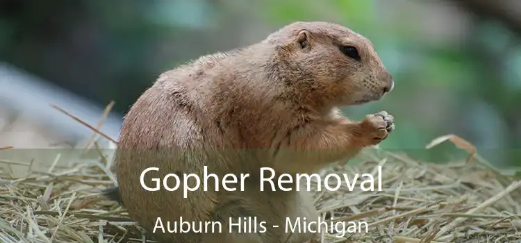 Gopher Removal Auburn Hills - Michigan