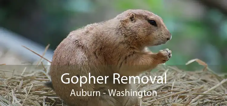 Gopher Removal Auburn - Washington