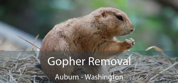 Gopher Removal Auburn - Washington