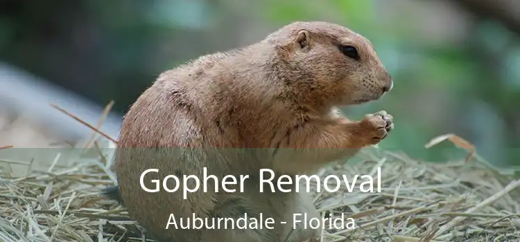 Gopher Removal Auburndale - Florida