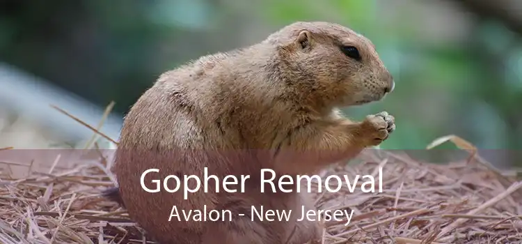 Gopher Removal Avalon - New Jersey