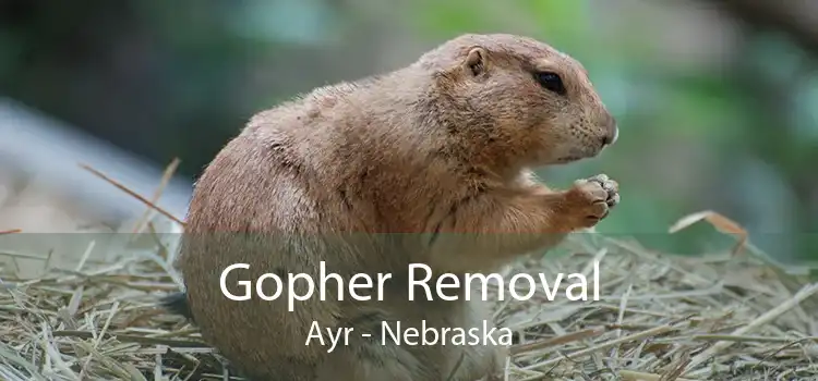 Gopher Removal Ayr - Nebraska