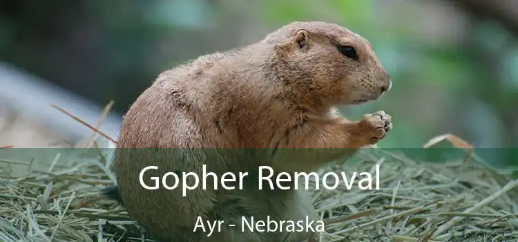 Gopher Removal Ayr - Nebraska