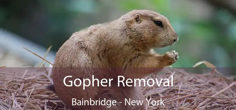 Gopher Removal Bainbridge - New York