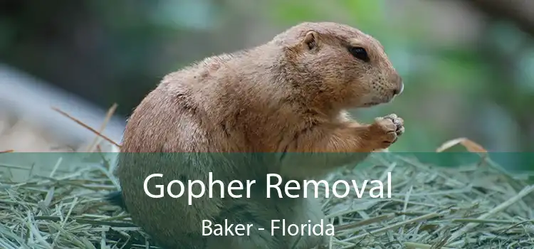 Gopher Removal Baker - Florida