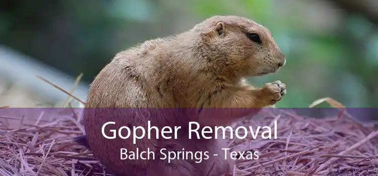 Gopher Removal Balch Springs - Texas