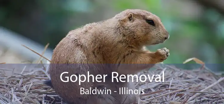 Gopher Removal Baldwin - Illinois