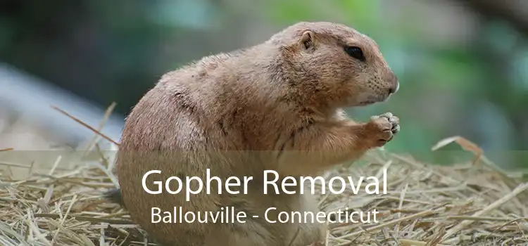 Gopher Removal Ballouville - Connecticut