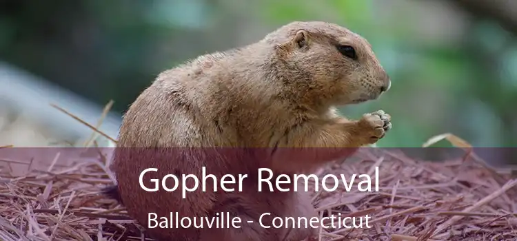 Gopher Removal Ballouville - Connecticut