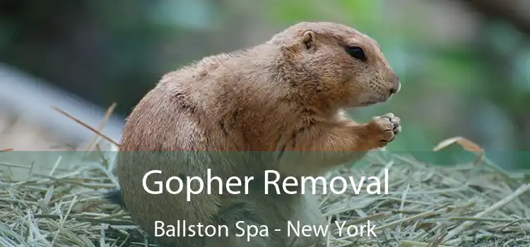 Gopher Removal Ballston Spa - New York