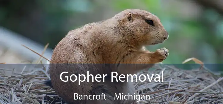 Gopher Removal Bancroft - Michigan