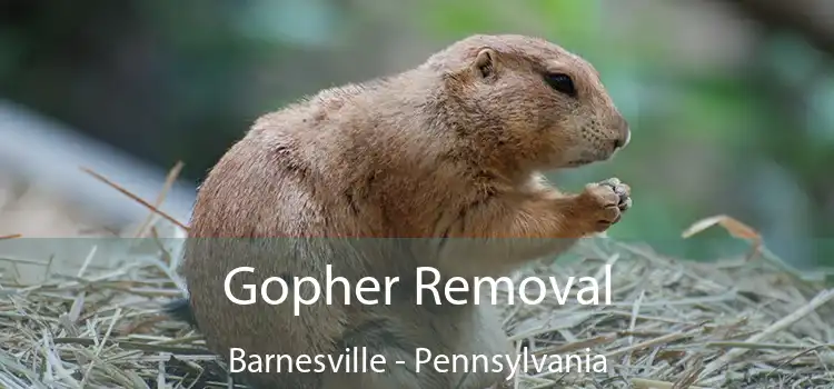 Gopher Removal Barnesville - Pennsylvania