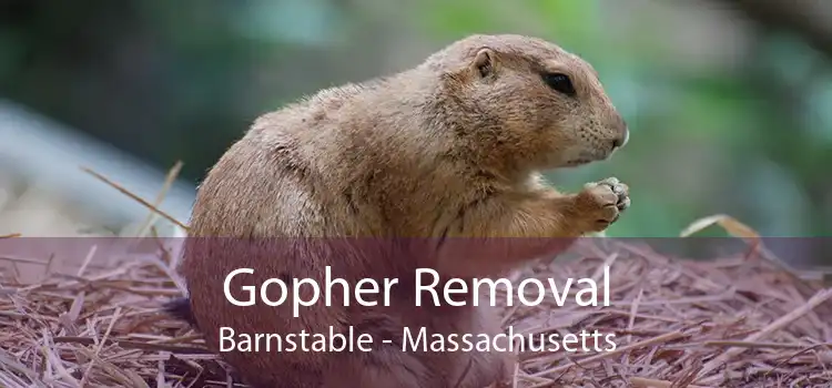 Gopher Removal Barnstable - Massachusetts