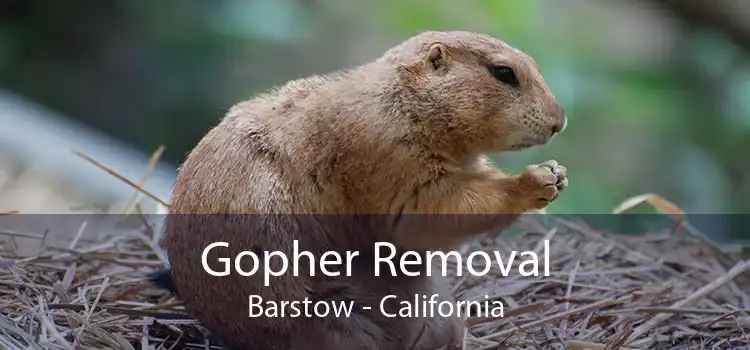 Gopher Removal Barstow - California