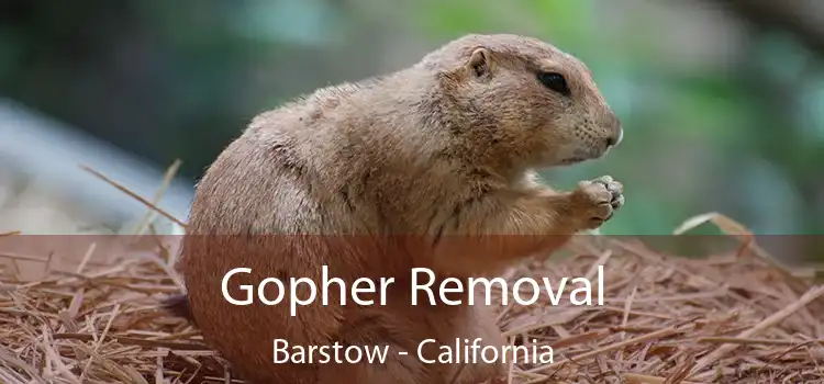 Gopher Removal Barstow - California