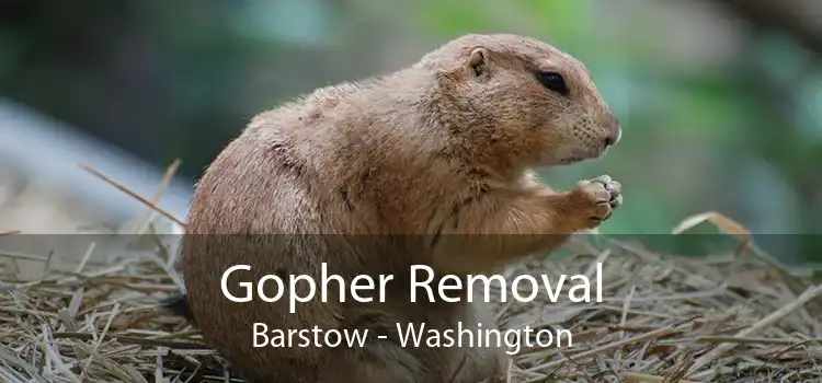 Gopher Removal Barstow - Washington