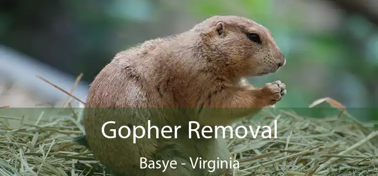 Gopher Removal Basye - Virginia