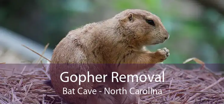 Gopher Removal Bat Cave - North Carolina
