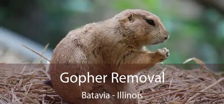 Gopher Removal Batavia - Illinois