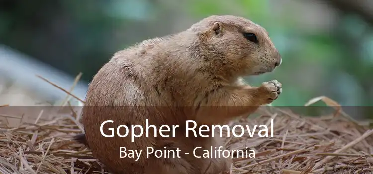 Gopher Removal Bay Point - California