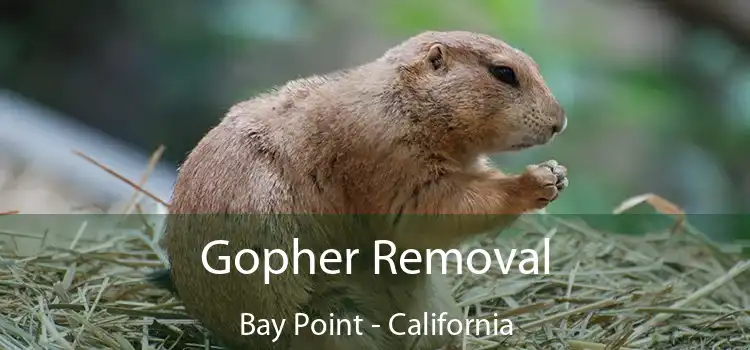 Gopher Removal Bay Point - California