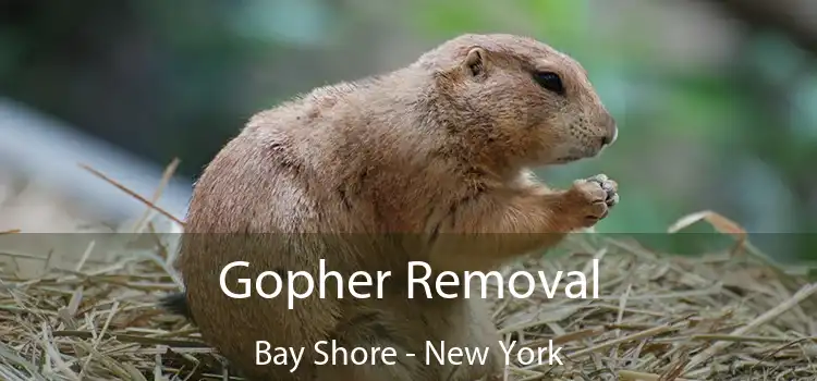 Gopher Removal Bay Shore - New York