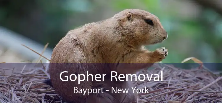 Gopher Removal Bayport - New York