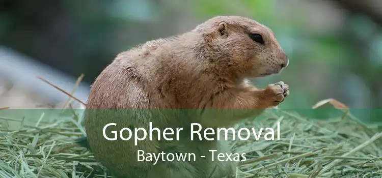 Gopher Removal Baytown - Texas