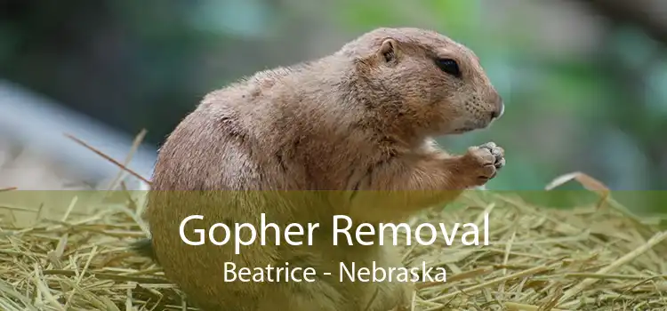 Gopher Removal Beatrice - Nebraska