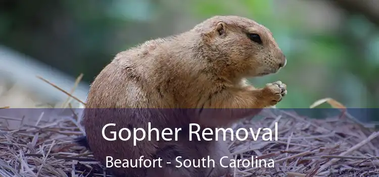 Gopher Removal Beaufort - South Carolina