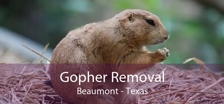 Gopher Removal Beaumont - Texas