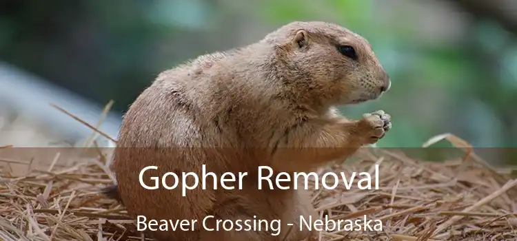 Gopher Removal Beaver Crossing - Nebraska