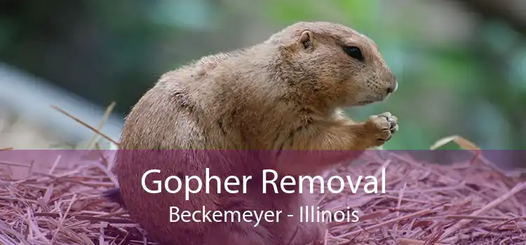 Gopher Removal Beckemeyer - Illinois