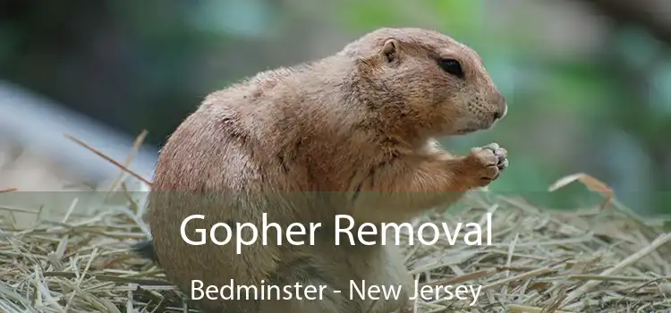 Gopher Removal Bedminster - New Jersey