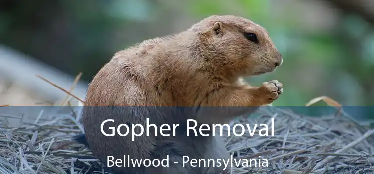 Gopher Removal Bellwood - Pennsylvania