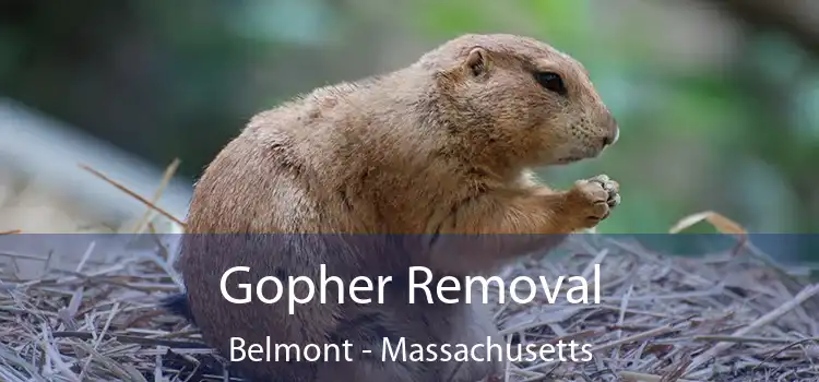 Gopher Removal Belmont - Massachusetts