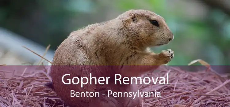Gopher Removal Benton - Pennsylvania