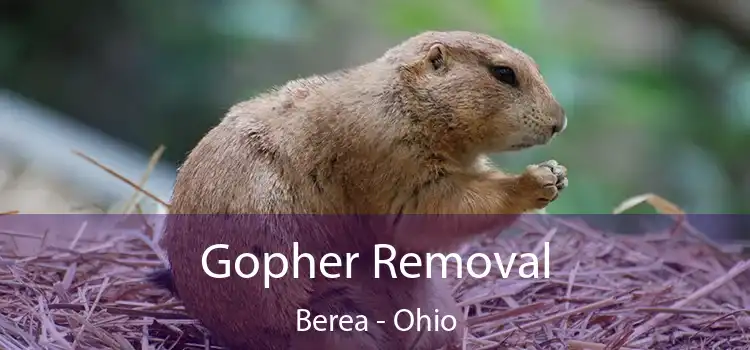 Gopher Removal Berea - Ohio