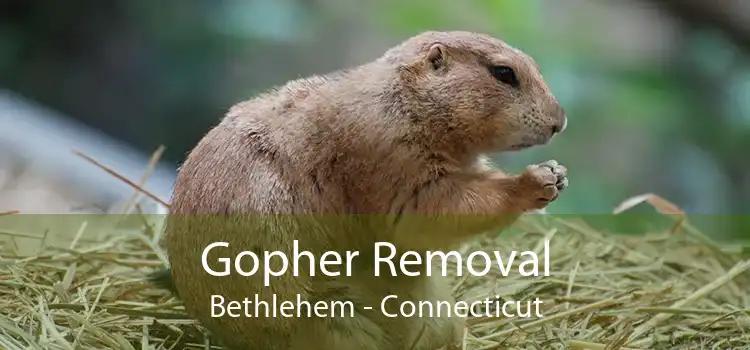 Gopher Removal Bethlehem - Connecticut