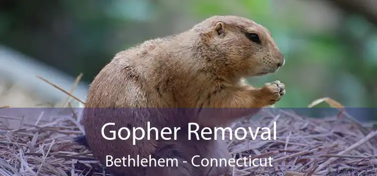 Gopher Removal Bethlehem - Connecticut