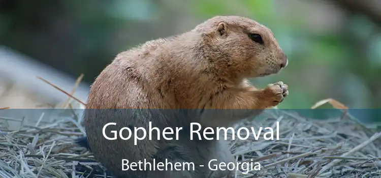 Gopher Removal Bethlehem - Georgia