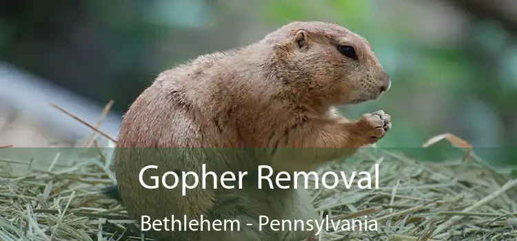Gopher Removal Bethlehem - Pennsylvania