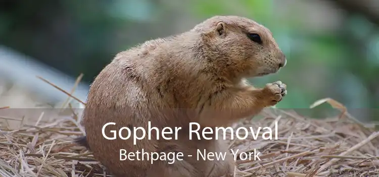 Gopher Removal Bethpage - New York