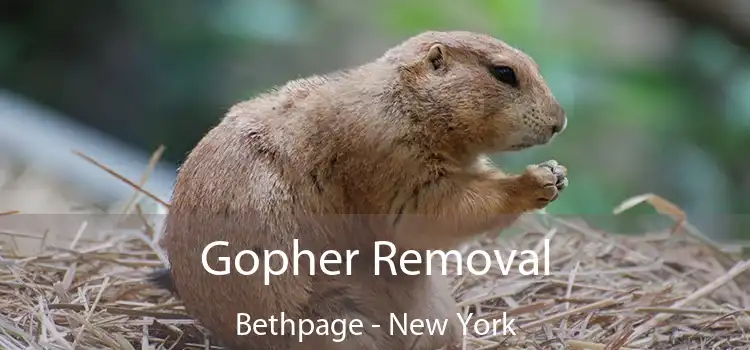 Gopher Removal Bethpage - New York