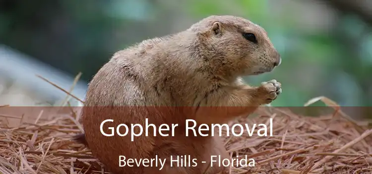 Gopher Removal Beverly Hills - Florida