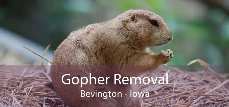 Gopher Removal Bevington - Iowa